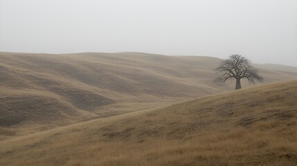 Naklejka premium Lone tree on foggy hill, autumn landscape, pastoral scene, background for nature documentaries