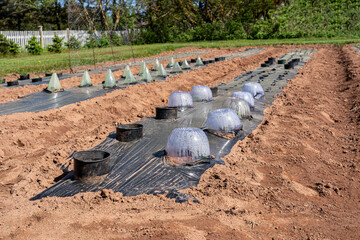 Protecting newly planted garden plants with cloches on rows of plastic mulch.