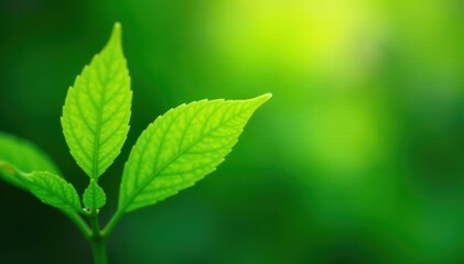 Vibrant green foliage, blurred background, sharp leaf focus, botany, summer, foliage