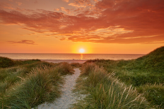 Nature, grass and beach with sunset outdoor for ocean landscape, dunes environment and Summer season. Morning, sunrise view and plants with growth, sand path and tropical water for Denmark location