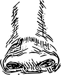 Nose Face part. Hand drawn vector isolated sketch 