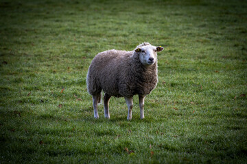 mouton