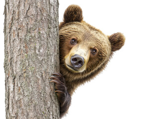 bear peeking from behind tree, showcasing curiosity and playfulness. This adorable moment captures essence of wildlife in natural setting © Alice a.