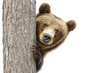 bear peeking from behind tree, showcasing curiosity and playfulness. This adorable moment captures essence of wildlife in natural setting