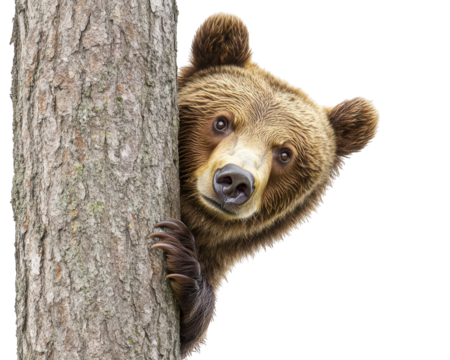 bear peeking from behind tree, showcasing curiosity and playfulness. This adorable moment captures essence of wildlife in natural setting