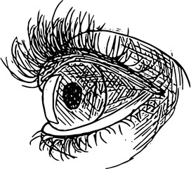 Eye. Face part. Hand drawn vector isolated sketch 