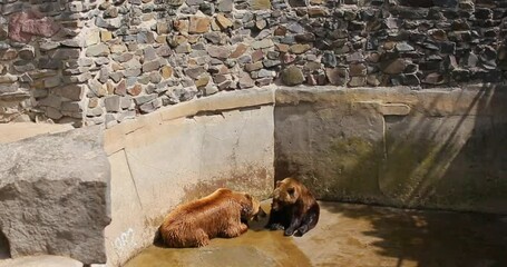 Enclosure with Stone Wall Background, animals in captivity, suffering of animals and birds in captivity.