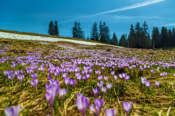 Krokusse - Frühling - Allgäu - Hündle - Mittag - Schneeschmelze