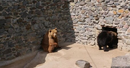 Enclosure with Stone Wall Background, animals in captivity, suffering of animals and birds in captivity.