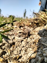 sparrow, House sparrow, baby bird, Indian sparrow , littel bird, field, top view, down view, upper side lower side , sparrow baby. sparrow on the ground , in filed , india , indian, setting on hand