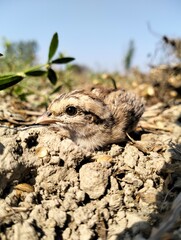 sparrow, House sparrow, baby bird, Indian sparrow , littel bird, field, top view, down view, upper side lower side , sparrow baby. sparrow on the ground , in filed , india , indian, setting on hand