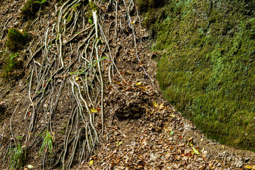 Freiliegende Wurzeln eines Baumes in der Drachenschlucht, einer Klamm und geologischem Naturdenkmal...