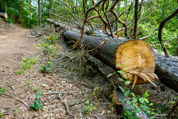 Abgeschnittener Baumstamm am Wegesrand
