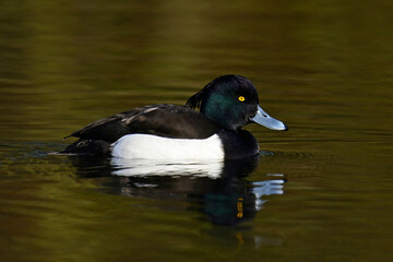 Reiherente - Männchen // Tufted duck - male (Aythya fuligula) - Baldeneysee, Essen, Deutschland