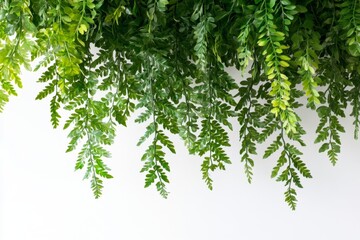 Stunning Hanging Green Plants