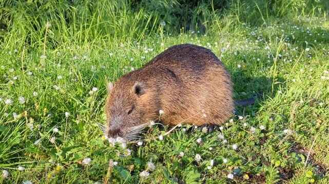 A nutria eating grass on a green meadow