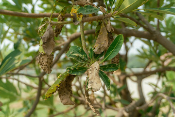 Identify plant disease symptoms on leaves and branches close up photo shot