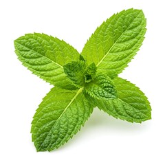 A sprig of fresh mint isolated on a white background.