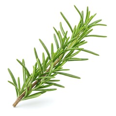 Fototapeta premium &nbsp;A sprig of rosemary isolated on a white background.