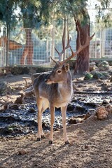 Deer grazing forest. High quality photo