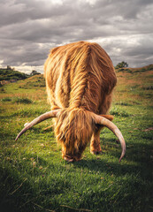 scottish highland cow in pasture