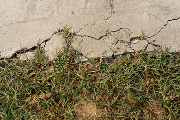 Cracked concrete surface with green grass growing near the damaged area view
