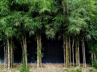 The backyard of a house with small bamboo plants growing densely. The green leaves contrast with the dark wall behind, creating a natural, serene atmosphere with a touch of tropical beauty.