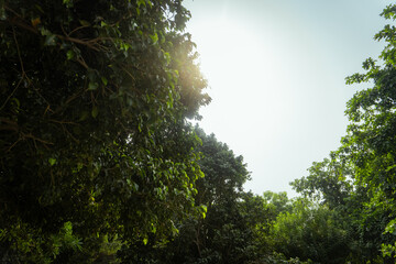 A serene view of trees and greenery in a park, with a clear sky and peaceful atmosphere