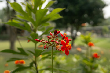 Closeup red peregrina flower with green leaves in garden nature photography