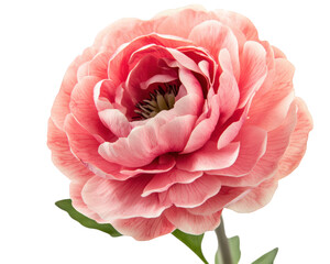 cheerful pink flower with delicate petals and sunny disposition, perfect for brightening any space. Its vibrant color and intricate details make it stunning focal point