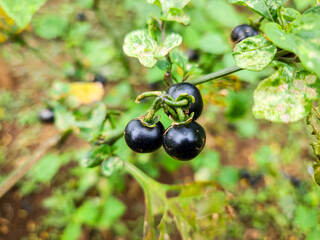Leunca (Solanum nigrum) is a type of round vegetable with a soft texture and green color