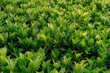 Close up view of vibrant green foliage perfect for garden and nature themes