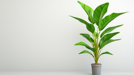 Lush Green Plant in Gray Pot Against White Wall