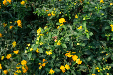 Obraz premium Bright yellow lantana flowers with butterfly in a garden scenic close up view