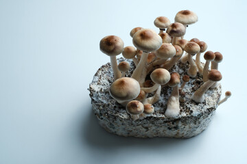 Mycelium block of psychedelic psilocybin mushrooms Thai with fruits. Micro growing of psilocybe cubensis in laboratory