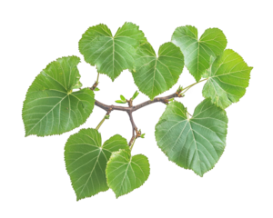 charming branch of linden tree with heart shaped leaves, showcasing vibrant green foliage and intricate details, perfect for nature themed designs