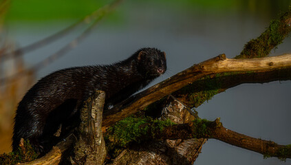 Wildlife Mink
