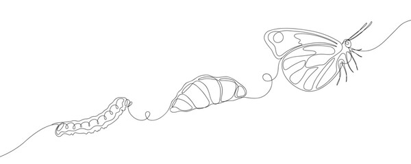 Continuous line drawing of butterfly life cycle. Transformation of caterpillar from cocoon into butterfly. Minimalist black linear sketch isolated on white background.