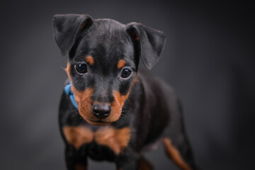 A miniature pinscher puppy stands on a black background. Black and Tan Dog