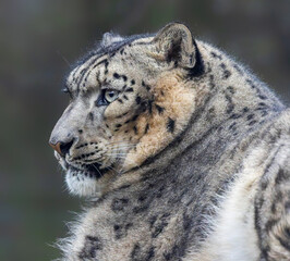 Close-up view of a Snow leopard