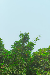 Fresh Green Leaves Against a Clear Blue Sky