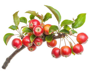 charming crabapple tree branch with small red fruits and green leaves, showcasing nature beauty and vibrant colors