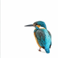 Vibrant kingfisher perched elegantly.