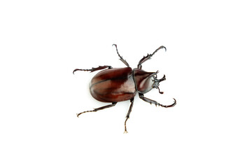 Siamese rhinoceros beetle isolated on white background, Stag beetle, Fighting beetle
