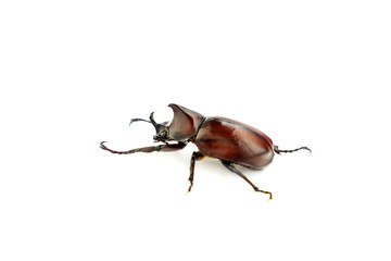 Siamese rhinoceros beetle isolated on white background, Stag beetle, Fighting beetle