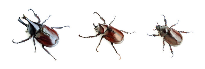 Siamese rhinoceros beetle isolated on white background, Male and Female siamese rhinoceros beetle