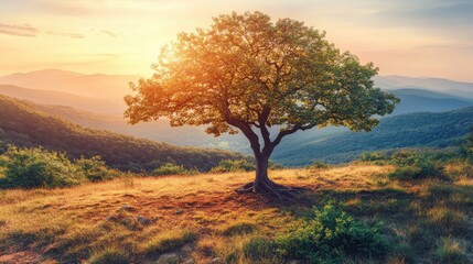Obraz premium Majestic Tree on Horizon During Vibrant Sunset in Serene Landscape