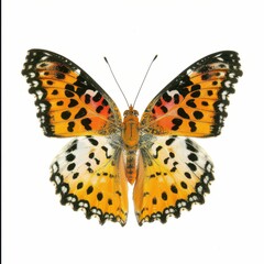 Vibrant butterfly with intricate wing patterns.