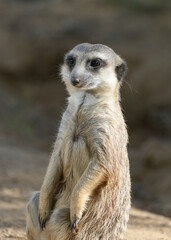 Portrait of a meerkat. Animal in close-up. Suricata suricatta.
