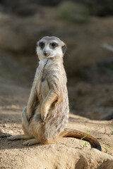 Portrait of a meerkat. Animal in close-up. Suricata suricatta.
